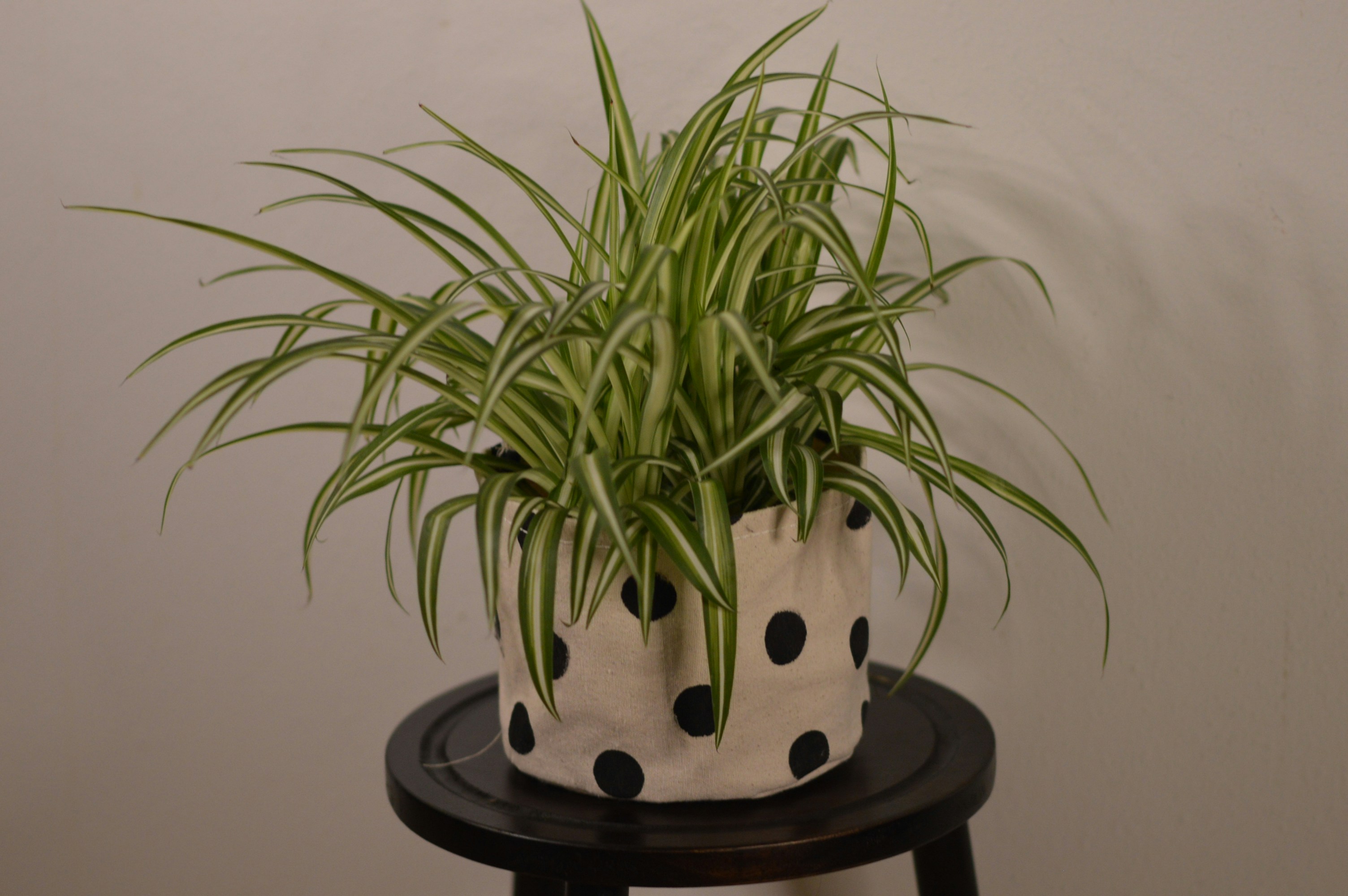 Spider plant in a polka dot pot